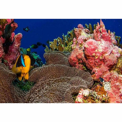 Pohnpei Surf Club - PPASS - Micronesia - Pollywog