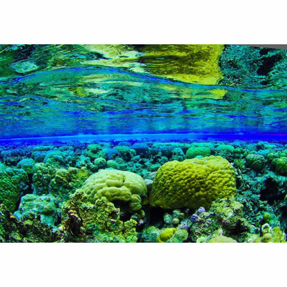 Pohnpei Surf Club - PPASS - Micronesia - Pollywog