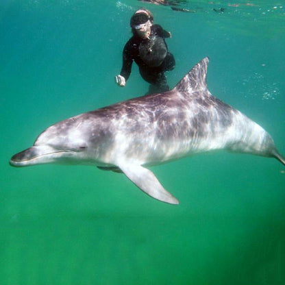 Mozambique - Ponto Dolphin Encounters - Pollywog