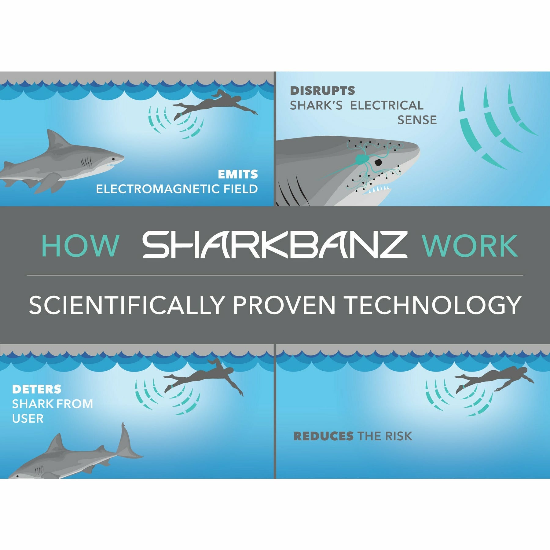 Sharkbanz 2 – Pollywog